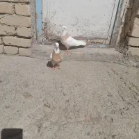 طوق طوقی
