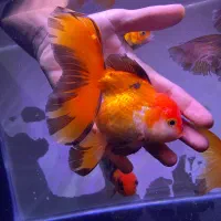 گلدفیش مولد گرید بالا