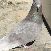 سرور نر قد دار عتیقه