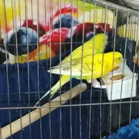 پرنده مرغ عشق نر|پرنده|پاکدشت, پاکدشت (مامازند)|دیوار