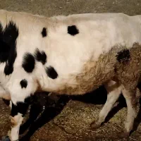 گاو نر|حیوانات مزرعه|صحنه, |دیوار