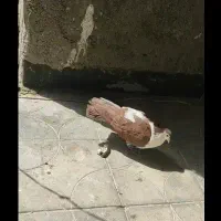 کبوترراست