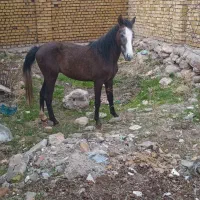 کره اسب یک ساله  قیمت ۴۰میلیون