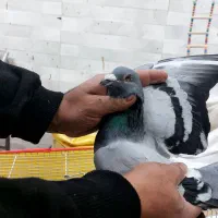 کبوتر بوقلمون نر