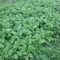 تر ترب وتربچه|خوردنی و آشامیدنی|صومعه‌سرا, |دیوار