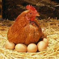 فروش مرغ تخم گذار