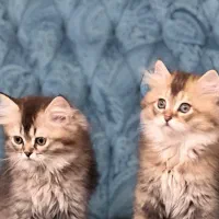 بریتیش لانگ هیر