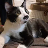 واگذاری گربه