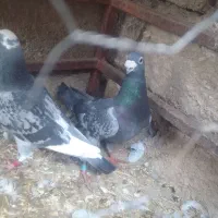 پلاکی مسافتی