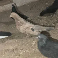 12عدد قطعه دار و کشیده