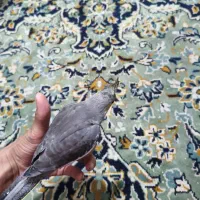 جوجه عروس هلندی|پرنده|مشهد, شهید قربانی|دیوار