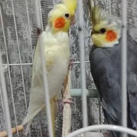 دو عروس‌هلندی جفت نر و ماده