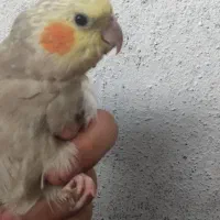 عروس هلندی و مرغ عشق باتمام وسایل سالم