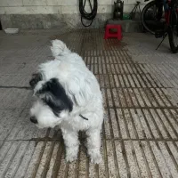 سگ شیدزو دستی باهوش