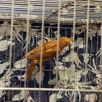 ۲قناری نر دارچین سرخ|پرنده|کرمان, |دیوار