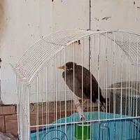 مرغ مینا|پرنده|شیراز, گل سرخ|دیوار