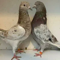 جفت های . ساعت بالا . گرو دولاب . عتیقه|پرنده|تهران, نیروی هوایی (پیروزی)|دیوار