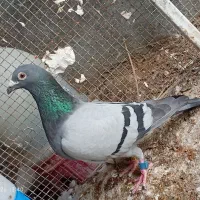 کبوتر پلاکی مسافتی نر بازرگان