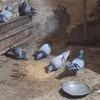 گبوتر پلاکی|پرنده|بستان آباد, |دیوار