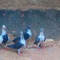 دوجفت نرماده گلی سیاه یک دونه الماسی نرخط سفید