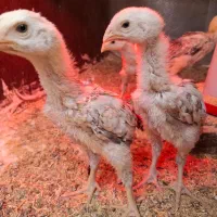 جوجه اوشامو