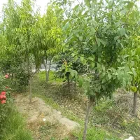 باغچه نقلی زیبا