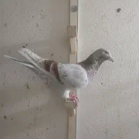کبوتر اوقون عطیغه
