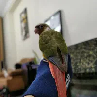 گرینچیک دستی|پرنده|تهران, افسریه جنوبی|دیوار