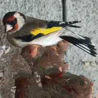 سهره نر|پرنده|سرپل ذهاب, |دیوار