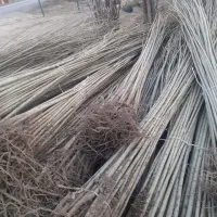 عرضه نــهالهای ریـشه لخت عمده وخردهـاز خـزانه