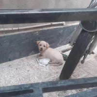 پاپی جرمن آلمان