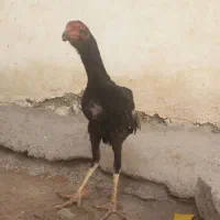 جوجه خروس ومرغ لاری|حیوانات مزرعه|اردبیل, |دیوار