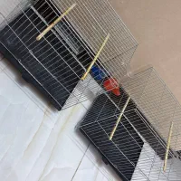 قفس پرند در حدنو