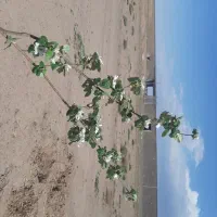 زمین کشاورزی روبه روی روستای لنگرود