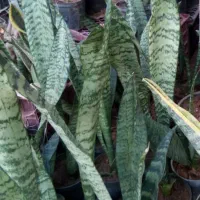 گلهای اپارتمانی در بی بیان بزرگ|گل و گیاه طبیعی|مسجد سلیمان, |دیوار