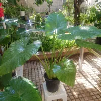 گیاه باباآدم