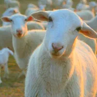 نصفه گوشت/گوسفند چاق وگوشتی مناسب باهرتوان
