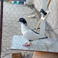 کفتر