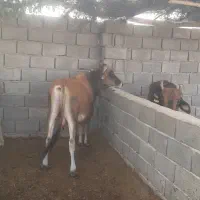 نرگاو جرسی گوساله