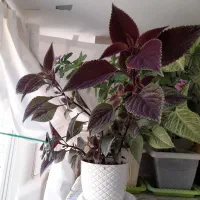 فروش گل|گل و گیاه طبیعی|تهران, شهرک چیتگر|دیوار