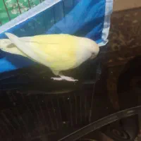 کوتوله برزیلی دستی|پرنده|مبارکه, |دیوار