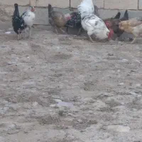 مرغ.خروس|پرنده|داران, |دیوار