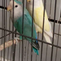 کوتوله برزیلی|پرنده|لنجان, |دیوار