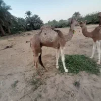 شتر