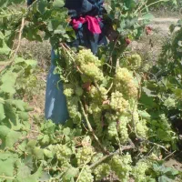 شیره انگور درجه یک