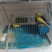 مرغ عشق|پرنده|شیراز, گل سرخ|دیوار