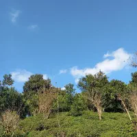 5060متر-باغ-چای-و-مرکبات