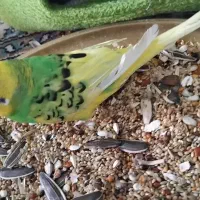 فروش انواع طوطی دستی تک جفت انواع نژاد