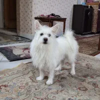 واگذاری رایگان سگ