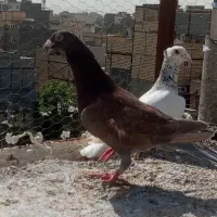 2 تا کفتر شهرستان همه نر مفت قابل معاوضه